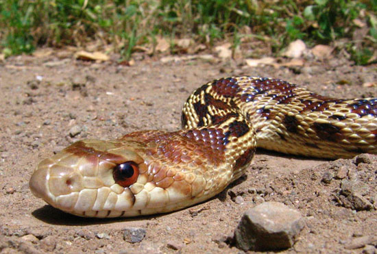 Baby Gopher Snake