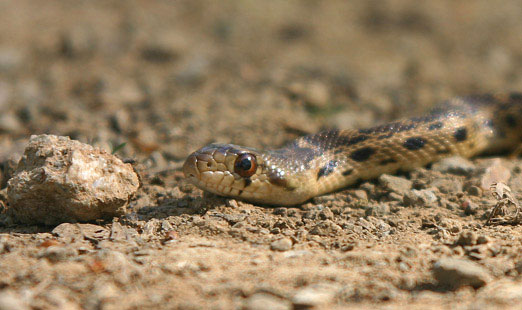 Baby Gopher Snake