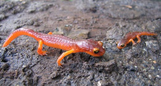 ensatina salamander